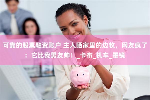 可靠的股票融资账户 主人晒家里的边牧，网友疯了：它比我男友帅！_卡布_机车_墨镜